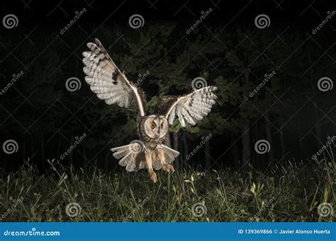 Long-eared Owl Asio Otus, Hunting at Night, in Flight Stock Photo ...