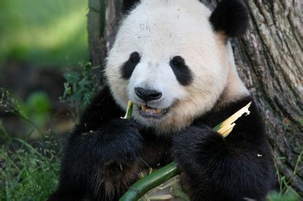 Giant Panda Bear Facts | Endangered Animals