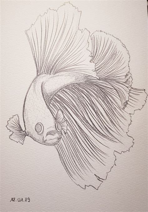 Betta fish 🐟 | Fish sketch, Fish drawings, Koi fish drawing