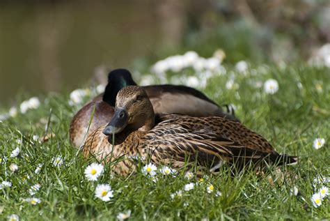 Ducks Park Pond - Free photo on Pixabay