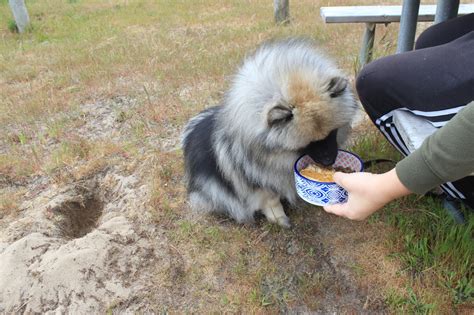 #keeshond on Tumblr