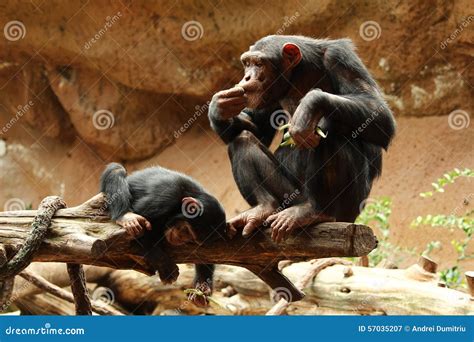 Baby Chimpanzee Playing Next To Mother Stock Image - Image of small, park: 57035207