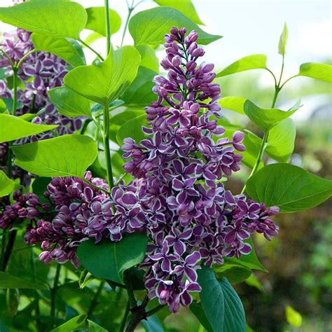 Syringa vulgaris Sensation | White Flower Farm