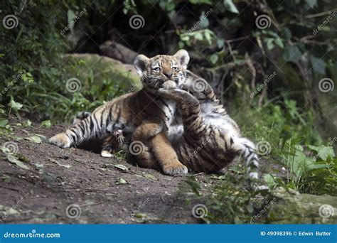 Tiger cubs stock photo. Image of black, playing, predator - 49098396