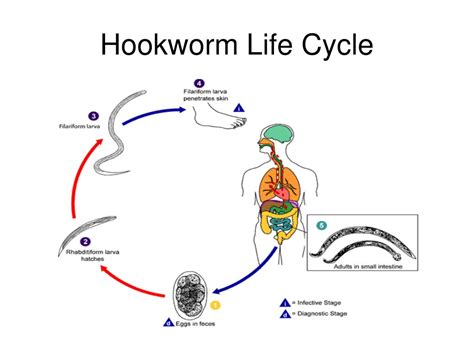 Life Cycle Of Hookworm