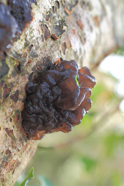 Jelly Fungi – wildlifemacro