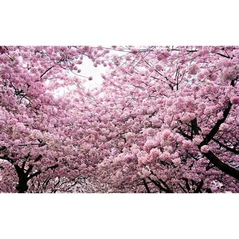 Jual Produk Tabebuia Pink Tabebuya Bunga Termurah dan Terlengkap Mei 2023 | Bukalapak