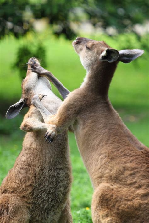 Kangaroo Fight Free Stock Photo - Public Domain Pictures