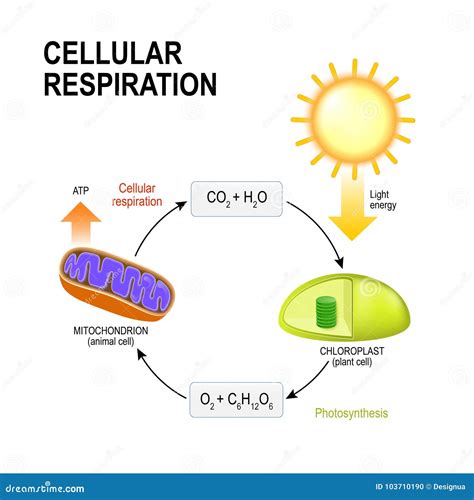 Aerobic Respiration Diagram For Kids