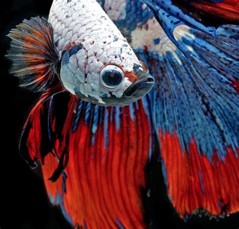 Stunning Portraits of Fish – Fubiz Media