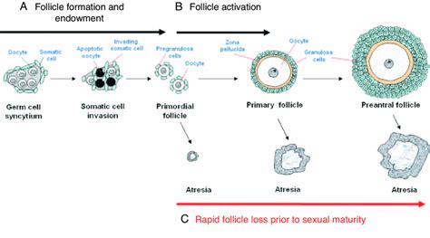 A Summary Of Folliculogenesis The Primordial Follicle Pool Develops ...