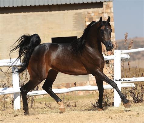 Strydom Arabian Stud :: Arabian Horses, Stallions, Farms, Arabians, for ...