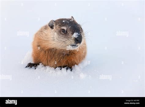 Woodchuck (Marmota monax) emerging from snow after hibernation in its ...