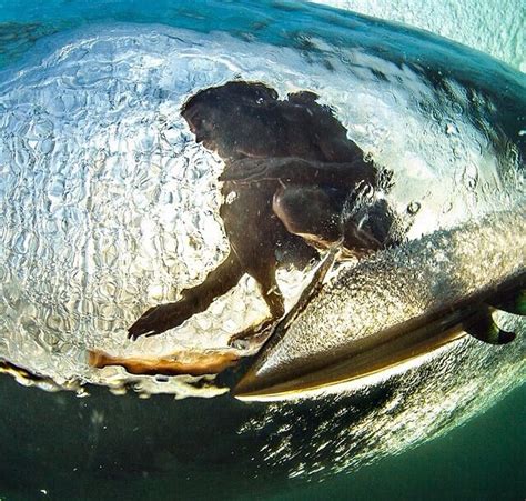 Rob Machado Van Morrison, Surf Shack, Surfers Paradise, Windy Day, Surfs Up, Whale, Swirl ...