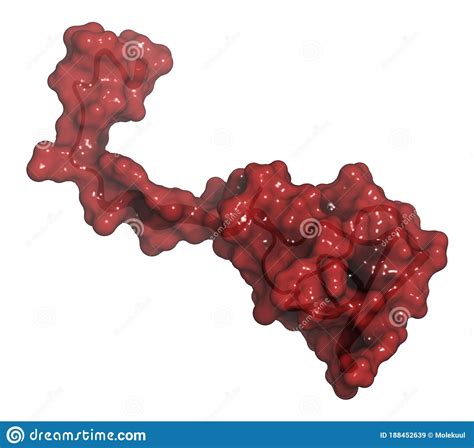 Hirudin Protein Molecule. Anticoagulant Protein from Leeches that ...