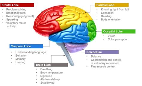 Parts of Brain and Its Functions - Science Photo (40502716) - Fanpop