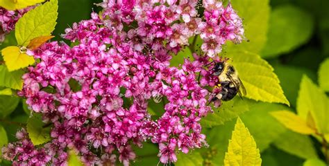 Spirea Pruning – The Reluctant Gardener