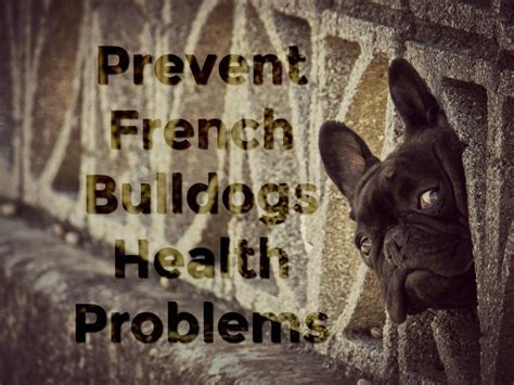 How to Prevent French Bulldog Health Problems - French Bulldog Facts - French Bullevard