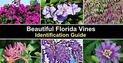 18 Florida Vines: Flowering, Evergreen (With Pictures)