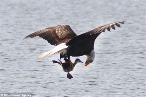 Bald eagle bends down to examine its duckling prey mid-flight in South Carolina | Daily Mail Online