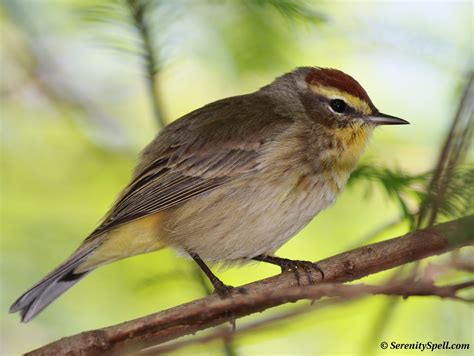 (Yellow) Palm Warbler, Florida Wetlands | Wild birds, Animal photo, Wetland