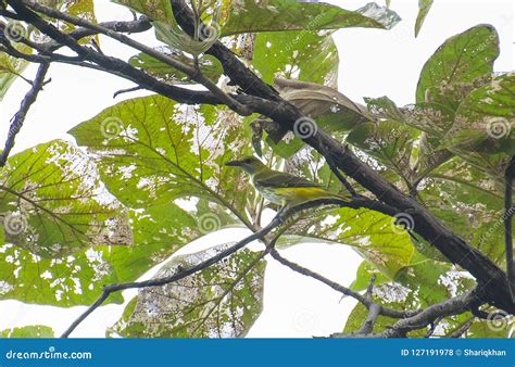 Golden Oriole Female stock photo. Image of ornithology - 127191978