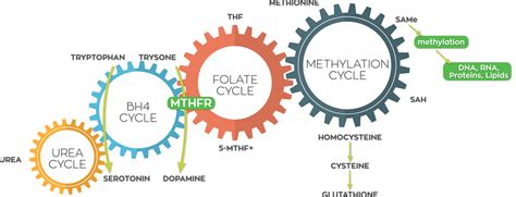 Methylation, Detoxification, and the Glamorous MTHFR Lifestyle.