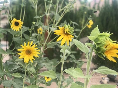 When to plant sunflower seeds - Day Nursery