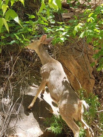 Zion Canyon Scenic Drive (Zion National Park) - 2018 All You Need to Know Before You Go (with ...