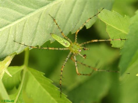 Green Lynx Spider - North American Insects & Spiders