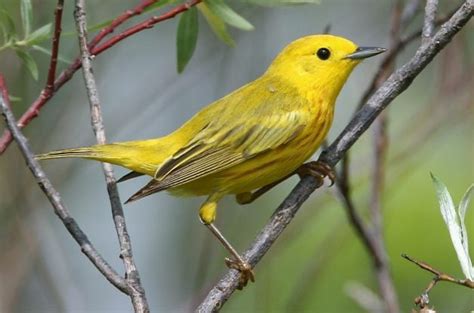 Yellow Warbler Birds Bring Spring Sunshine - Birds and Blooms