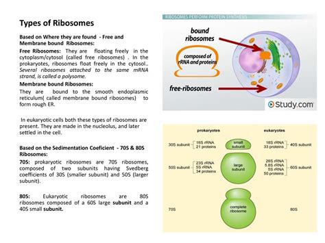 Ribosomes – Structure and Function (A Molecular Biology Presentation ...