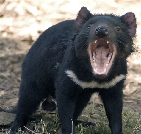 Tasmanian devils: Will rare infectious cancer lead to their extinction?