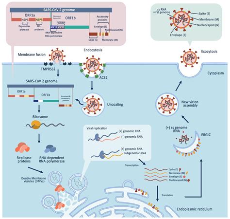 Cells | Free Full-Text | Potential Cell-Based and Cell-Free Therapy for ...