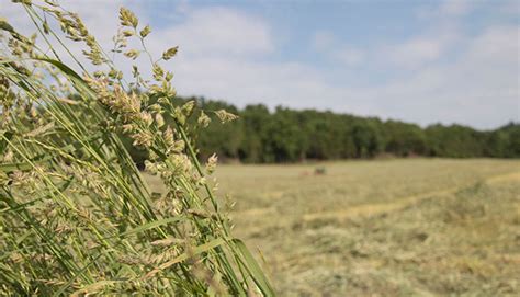 The oddities of orchardgrass | Hay and Forage Magazine