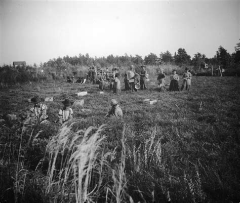 Gathering Cranberries | Photograph | Wisconsin Historical Society