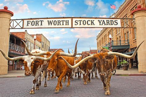 The Herd - Daily Longhorn Cattle Drive | Fort Worth CVB