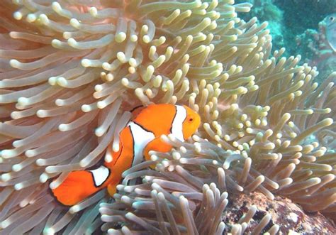 Amphiprioninae - Clown Fish Predators