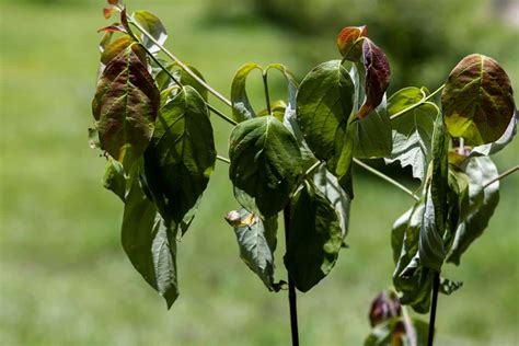 Why Is My Dogwood Tree Dying? 10 Causes & How To Revive It