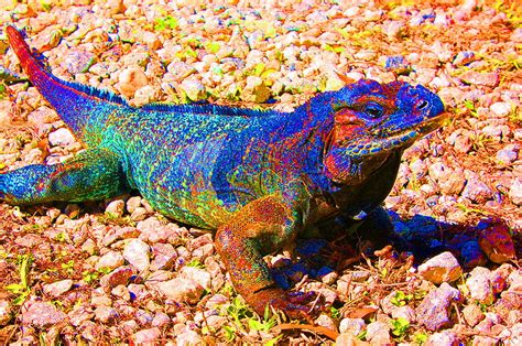 Rainbow Lizard Photograph by Katheryn Napier - Fine Art America