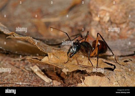 Giant forest ant (Camponotus gigas), Tanjung Puting National Park, Central Kalimantan, Borneo ...