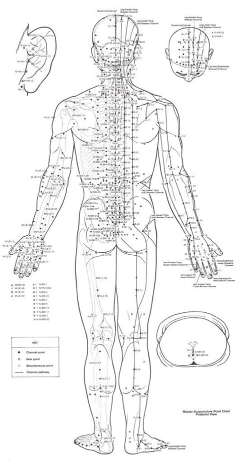 Acupuncture Point Chart - Back | Acupuncture points chart, Acupuncture, Acupuncture points