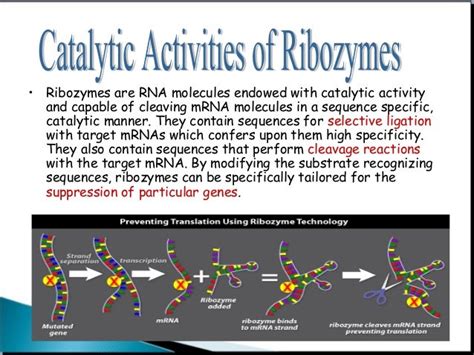 Ribozyme