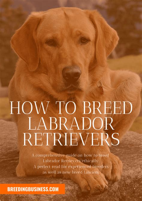 Labrador Breeding — Introduction To The Breeding of Labradors