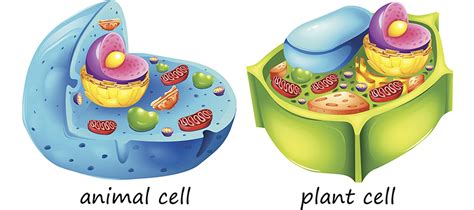 Differences between animal cells and plant cells - Online Science Notes