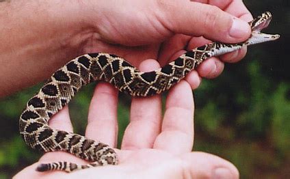 Eastern Diamondback Rattlesnake Care Sheet | Reptiles' Cove