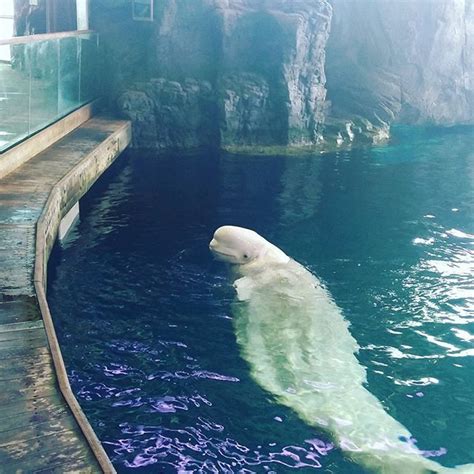 One of the beluga whales at the @shedd_aquarium . We had a few moments ...