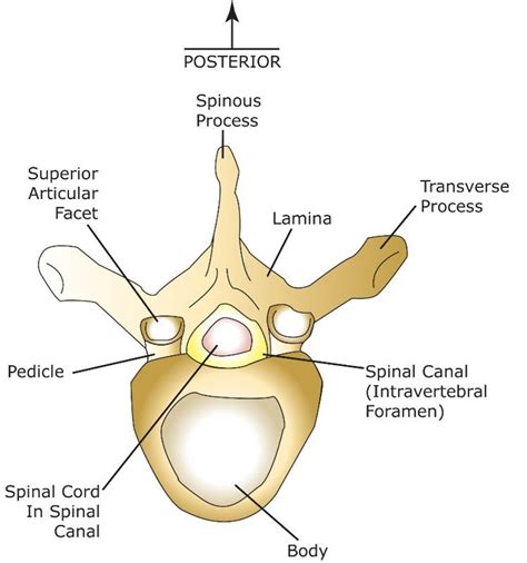 Vertebral Canal Anatomy