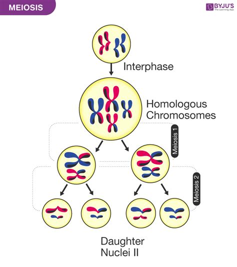 Meiosis 1 Diagram Labeled