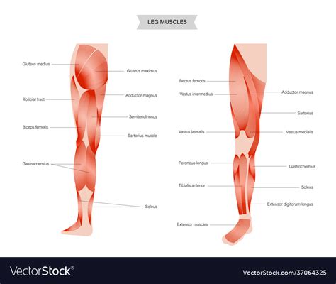 Muscular System Labeled Leg